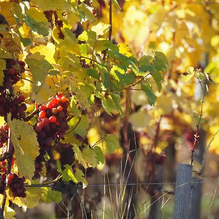 Colmar And C0 * Ingersheim