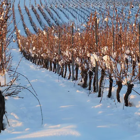 Colmar And C0 * Ingersheim